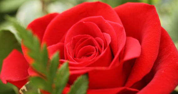 Rito della rosa