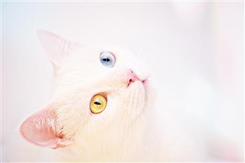 cerimonie per animali pet ceremony gatto (im,magine da <a href="https://www.pexels.com/photo/white-kitten-1358845/">Pexels</a>)