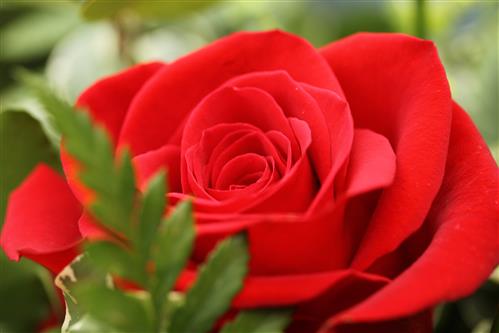 Rito della rosa
