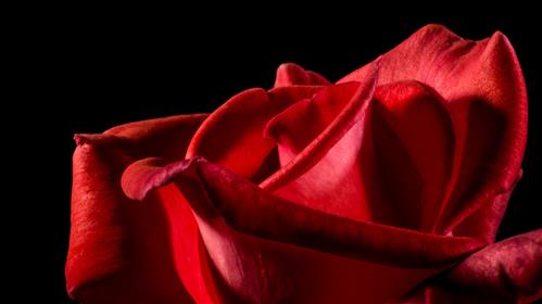Una rosa rossa (da <a href="https://pxhere.com/it/photo/1105307">PXHere</a>)